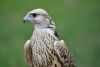 falcon-1551491095ryW.thumb.jpg.410d1fd1977370ce872a0e7a72e70b2c.jpg