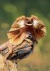 unnamed.thumb.jpg.156bd3ca8ffa44c67d8f4d53183a759a.jpg