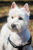 west-highland-white-terrier-dog-close-up_231786-254.thumb.jpg.ac2bc1a7380b08adfea380acce6918b5.jpg