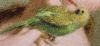 18.thumb.jpg.cb43ea5aa0200be7c61da34e2a7bd26e.jpg