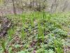 20210425_113837.thumb.jpg.97eea272cf72473502b389cd6d665623.jpg