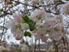 20210427_110638.thumb.jpg.fe83d43c585e1d6260cad78643b2ac7c.jpg