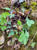 20210427_124313.thumb.jpg.1436551741f704623dfc219dcaaed708.jpg