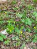 20210427_132954.thumb.jpg.4d38be6062e7dee29153c339a28ed862.jpg