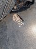 20210509_163117.thumb.jpg.99cb005a543e02a27f83fbf2e17e2bfc.jpg