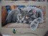 2143925300_.JPG.f9875de4211d234234371735b9d60686.thumb.JPG.1fceffe54d479aad71267bbb7f89799b.JPG