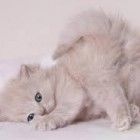 Аватар Chatte