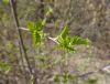 DSC07737.thumb.JPG.aca7d481e86b567ad6db20f945112684.JPG