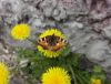 DSC07794.thumb.JPG.a00cb5586e1444a8900564a6c3f8bdd8.JPG