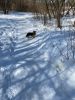 IMG-20210324-WA0000.thumb.jpg.3127dcf6eefcfe3357e49393394bdb1f.jpg
