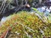 IMG-20210503-WA0031.thumb.jpg.40bcc00d7b21ba4be02f27f0c9445e7a.jpg