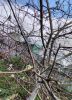 IMG_20210501_154719.thumb.jpg.ef1d51c3bdd51ca752f8ad673b008ed4.jpg