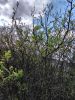 IMG_20210501_154927.thumb.jpg.85014c39455e01f2a84a994e67781604.jpg