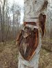 IMG_20210502_132848.thumb.jpg.e35c7d9f0ba642c8c8cfa1ab8dfa1e60.jpg