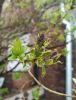 IMG_20210503_161443.thumb.jpg.34c5b998ee606b1911c162f5d85e592d.jpg