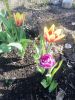 IMG_20210503_164521.thumb.jpg.725b0fdeb66e9081f0857b778878853e.jpg