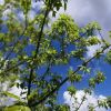 IMG_20210504_084524_768.thumb.jpg.824f451d15eccea7b71b1e868a2bd31f.jpg