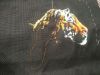 IMG_20210511_224715.thumb.jpg.7f572a6794a7d4caf17664bf932dc7cd.jpg