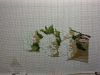 IMG_20210513_063933.thumb.jpg.948e0db8121bb83f6a0e9a88a206ab7d.jpg