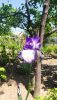 IMG_20210515_122940.thumb.jpg.651b0f4c1e964745744a9ac5182921e7.jpg