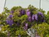 IMG_20210515_174002.thumb.jpg.bd826bf77356fb9859e5054faf91db50.jpg
