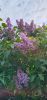 IMG_20210520_171638.thumb.jpg.b560ebe3f8b9e7ad46e0057eda216737.jpg