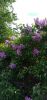 IMG_20210520_171645.thumb.jpg.1d9787244a9b466bfded11b48771f2b9.jpg
