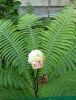 IMG_20210524_131334.thumb.jpg.558b1cacbe2990ec42b791242ea7a989.jpg