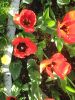 IMG_2863.JPG
