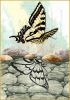 butterfly_lg.thumb.jpg.4bd2c71324c8e4f81267cbd270e7912e.jpg