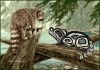 raccoons_lg.thumb.jpg.09c3d70e899fe8771971b674fe2b4e0f.jpg