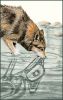 wolf_lg.thumb.jpg.1b59a4f7a4e4dfa5ef27a315f284d907.jpg