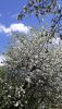 20210522_141545.thumb.jpg.f08143dc042fb154723bd179847f88e3.jpg