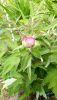 20210530_104446.thumb.jpg.89582b5864155c3b8757b9692f4226a1.jpg
