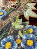 20210619_123244.thumb.jpg.6379bbebde380514dd42a6181d388f18.jpg