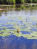 20210619_150656.thumb.jpg.ebc6337b2be103e89ff2c734faf59f38.jpg