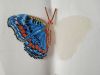 Butterfly17-2.jpg.b6a5190eda92e232d8917ba8e7f34d48.thumb.jpg.bcf68035896f7239ef8a7096bb3b3d2f.jpg
