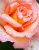 IMG-20201207-WA0001.thumb.jpg.7476b6fc6c0cfb471682948af248d46f.jpg