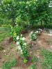 IMG-20210610-WA0003.thumb.jpg.64a88ebe7562db2d36fbc8ee8dbbc5f6.jpg
