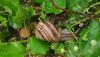 IMG-20210616-WA0026.thumb.jpg.8e7c2153a8598cf7a346621e2f0776f2.jpg