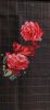 IMG-20210619-WA0002.thumb.jpg.f9a821cfd63a38eef12db3a1b5c31f86.jpg