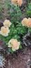 IMG-20210627-WA0008.thumb.jpg.e9b9ad5295469cf701f02443bacc0913.jpg