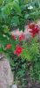 IMG-20210627-WA0012.thumb.jpg.b6450186b319c34e8e2910af1cc1fb7c.jpg