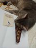 IMG_20210601_020626.thumb.jpg.a0b39f167a9845a97818593fcd57c57b.jpg