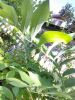 IMG_20210604_080558.thumb.jpg.ebde24bb675fc596f05f9767e5ee4fc7.jpg