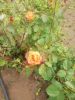 IMG_20210605_151419.thumb.jpg.370cc79c1ca9f18e9fa7711f9fce679b.jpg