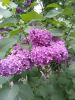 IMG_20210606_153529.jpg
