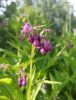 IMG_20210614_144524.thumb.jpg.f14d36aa86e88dcf41c0b3002f9652be.jpg