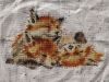 IMG_20210615_143433.thumb.jpg.69b73f9dd02fff1c8690bc0ff6b0082d.jpg