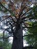 IMG_20210615_185657.thumb.jpg.d0c8044c6d42c2dba104f64f242a65c4.jpg